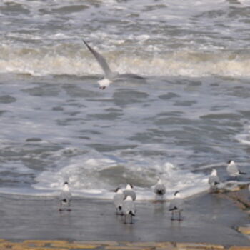 Fotografia zatytułowany „VOL DE MOUETTES” autorstwa Dominique Goujard, Oryginalna praca