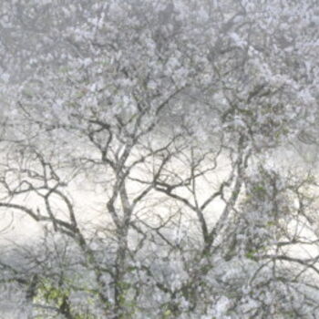 Fotografia intitolato "Printemps" da Dominique Goujard, Opera d'arte originale