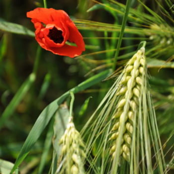 Fotografia intitolato "blé et fleur rouge" da Dominique Goujard, Opera d'arte originale