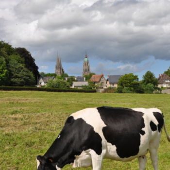 Photographie intitulée "Vache Normande vue…" par Dominique Goujard, Œuvre d'art originale