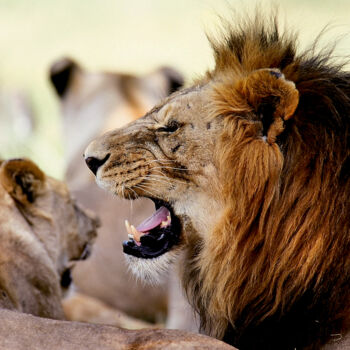 Photographie intitulée "The King" par Dominique Leroy, Œuvre d'art originale