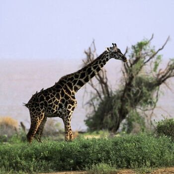 Photographie intitulée "Col de la Girafe" par Dominique Leroy, Œuvre d'art originale