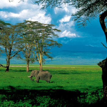 Fotografia intitolato "Tanzanie éléphant" da Dominique Leroy, Opera d'arte originale