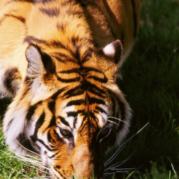 Fotografia intitulada "Tigre du Bengale" por Dominique Leroy, Obras de arte originais