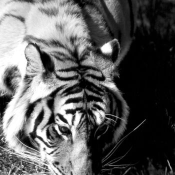 Fotografie mit dem Titel "Tigre du Bengale. I…" von Dominique Leroy, Original-Kunstwerk
