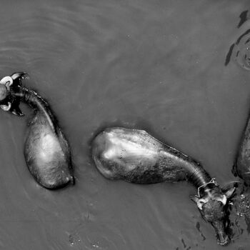 Photographie intitulée "Bufflle Agra Inde" par Dominique Leroy, Œuvre d'art originale