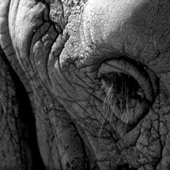 Fotografia zatytułowany „Œil d'éléphant. Tan…” autorstwa Dominique Leroy, Oryginalna praca
