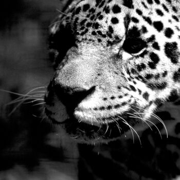 Photography titled "Jaguar. Inde" by Dominique Leroy, Original Artwork