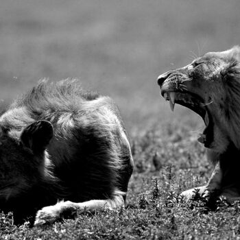 Photographie intitulée "Lion et lionne. Tan…" par Dominique Leroy, Œuvre d'art originale