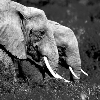 Photographie intitulée "Couple d’éléphant.…" par Dominique Leroy, Œuvre d'art originale