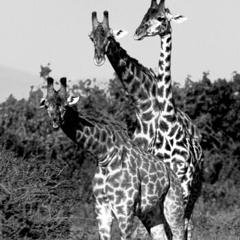 Φωτογραφία με τίτλο "Trio de Girafe. Tan…" από Dominique Leroy, Αυθεντικά έργα τέχνης