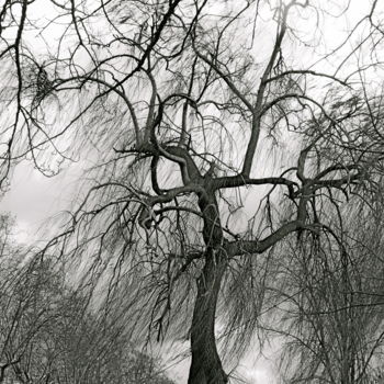 Photographie intitulée "Arbre échevelé." par Dominique Sandor, Œuvre d'art originale