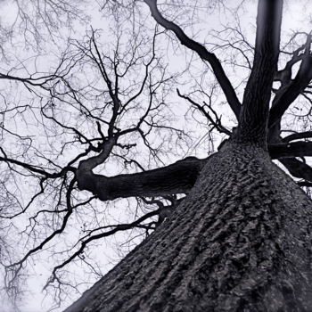 Photographie intitulée "Vers le ciel." par Dominique Sandor, Œuvre d'art originale