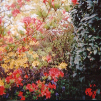 Photography titled "Botanic Gardens Bel…" by Dominique Hoffman, Original Artwork