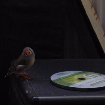 Photography titled "Zebrafinch and CD" by Dominique Hoffman, Original Artwork, Digital Photography