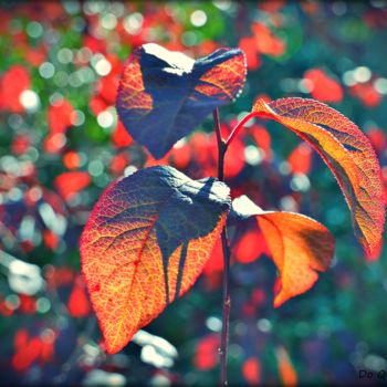 Fotografia intitulada "Changement de saison" por Dorothée Quennesson, Obras de arte originais