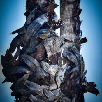 Photographie intitulée "Palm Tree 1" par Dorothy Gales'Eyes, Œuvre d'art originale, Photographie numérique