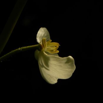 Photographie intitulée "(macro) flower" par Doug Dunigan, Œuvre d'art originale, Photographie numérique