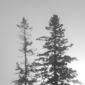 Photography titled "Two Pine Trees" by Doug Dunigan, Original Artwork, Digital Photography