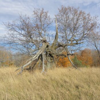 Photographie intitulée "Old Tree In Autumn" par Doug Dunigan, Œuvre d'art originale, Photographie numérique