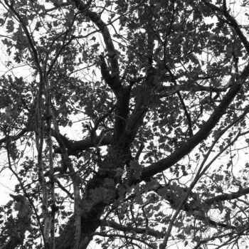 Photographie intitulée "Autumn Tree" par Doug Dunigan, Œuvre d'art originale, Photographie numérique
