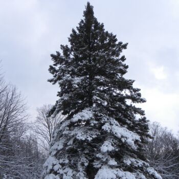 Photographie intitulée "Snowy Pine Tree" par Doug Dunigan, Œuvre d'art originale, Photographie numérique