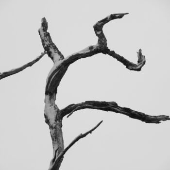 Photography titled "Dead Tree" by Doug Dunigan, Original Artwork, Digital Photography