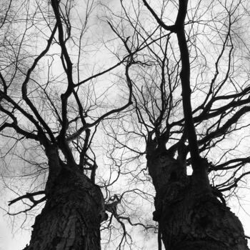 Фотография под названием "Two Trees" - Doug Dunigan, Подлинное произведение искусства, Цифровая фотография