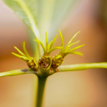 Фотография под названием "Happy Plant" - Douglas Delgado, Подлинное произведение искусства