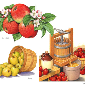 Peinture intitulée "Apple Illustrations…" par Douglas Schneider, Œuvre d'art originale, Aquarelle