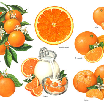 Peinture intitulée "Oranges Used for Pa…" par Douglas Schneider, Œuvre d'art originale, Aquarelle