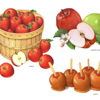 Pintura intitulada "Apple Illustrations…" por Douglas Schneider, Obras de arte originais, Aquarela