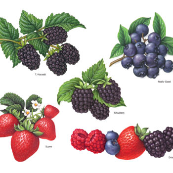 Painting titled "Berry Illustrations…" by Douglas Schneider, Original Artwork, Watercolor