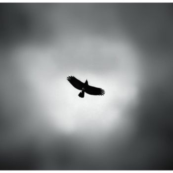 Photography titled "Crow in the sky" by Cyril Le Brech, Original Artwork