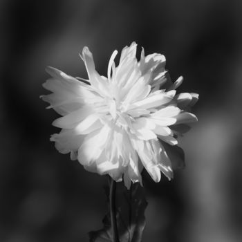 Photographie intitulée "Fleur en noir et bl…" par Cyril Le Brech, Œuvre d'art originale, Photographie manipulée