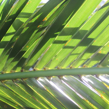 Fotografía titulada "feuille lumière et…" por Duc Evelyna, Obra de arte original, Fotografía no manipulada