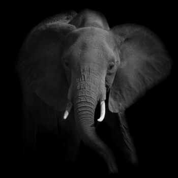 제목이 "Elephant in the sha…"인 사진 Dylan Olivier로, 원작, 디지털