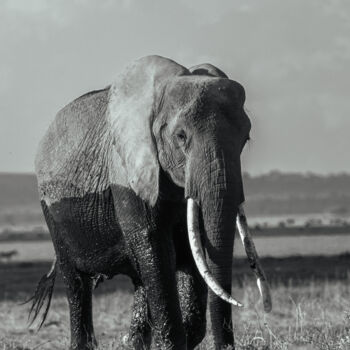 Photographie intitulée "The big great tusk" par Dylan Olivier, Œuvre d'art originale, Photographie numérique