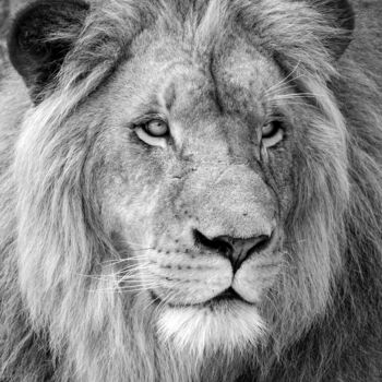 摄影 标题为“Black and white lion” 由Dylan Olivier, 原创艺术品, 数码摄影