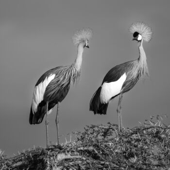 Fotografía titulada "Black and white cro…" por Dylan Olivier, Obra de arte original, Fotografía digital