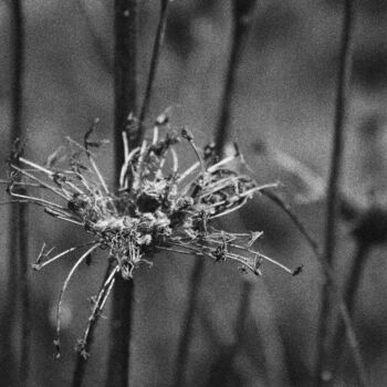 Photographie intitulée "Flower 1" par Dzovig Arnelian, Œuvre d'art originale, Photographie numérique