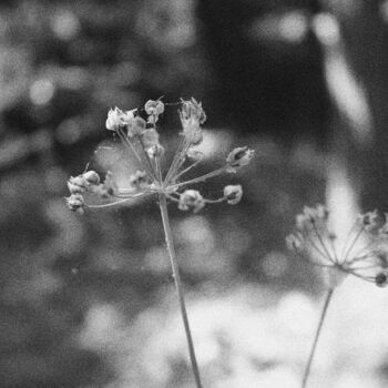 Fotografie mit dem Titel "Flower 8" von Dzovig Arnelian, Original-Kunstwerk, Digitale Fotografie