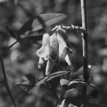 Fotografia zatytułowany „Flower 11” autorstwa Dzovig Arnelian, Oryginalna praca, Fotografia cyfrowa