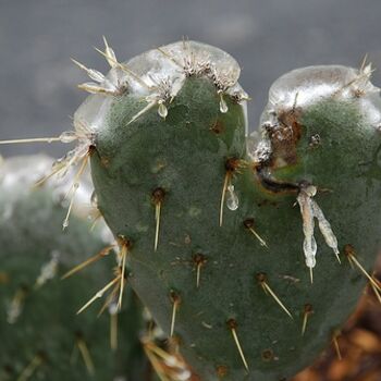 Fotografía titulada "Prickly Love" por Gina Acord, Obra de arte original