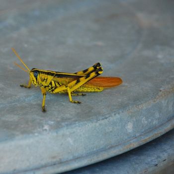 Photography titled "Grasshopper" by Gina Acord, Original Artwork