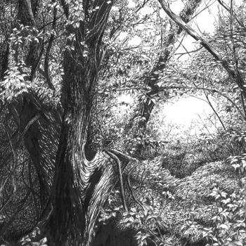 Drawing titled "Arbres dans la vall…" by Eric Berthet, Original Artwork, Ink