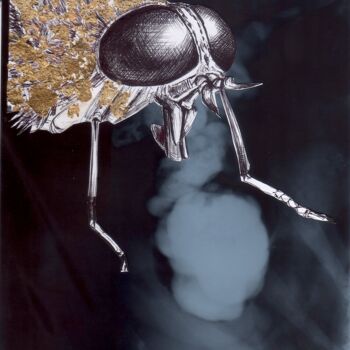 Dessin intitulée "Zobi la mouche" par Edith Donc, Œuvre d'art originale, Stylo à bille