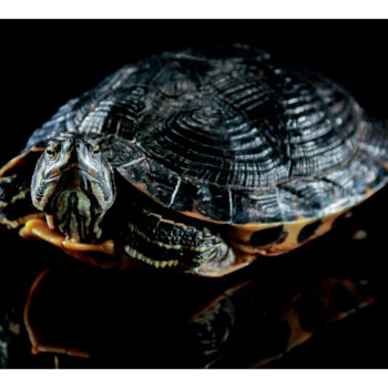 摄影 标题为“Turtle” 由Edoardo Oliva, 原创艺术品, 数码摄影