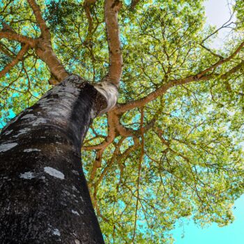 Фотография под названием "canopy-tree.jpg" - Edsmor, Подлинное произведение искусства