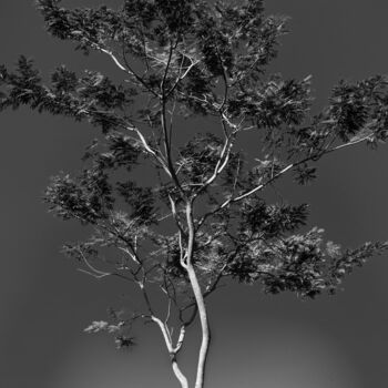 Photography titled "tree-p-b.jpg" by Edsmor, Original Artwork
